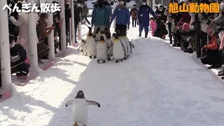 ぺんぎん散歩2020（旭山動物園） penguin walk