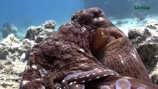 Red Sea Octopus