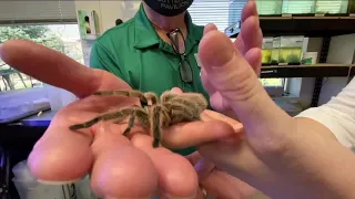 Rosie is back to teach about the importance of spiders