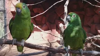 Манки Парк на Тенерифе. Забавные и говорящие попугаи! Monkey Park - parrots