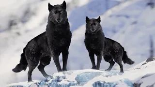 10 Incredible Facts About Wolves You Didn't Know