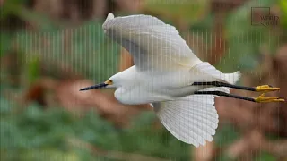 Interesting facts about snowy egret by weird square