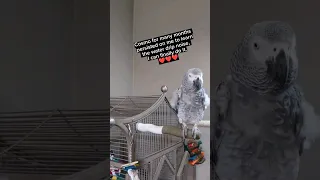 Bird Teaches Owner ❤️ #birds #parrot #animals #pets #funny #youtubeshorts #fun #lol #funnybird #fyp