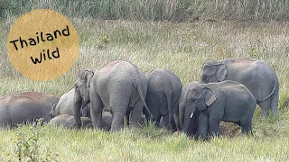 Wild Elephants in Khao Yai National Park, Thailand