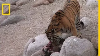 Le tigre de Sibérie : le plus grand du monde