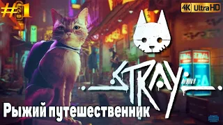 Stray #1 / 4К / Рыжий путешественник