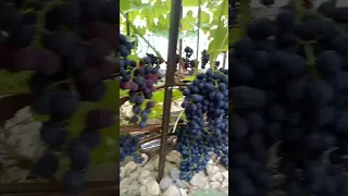 Виноград Венус