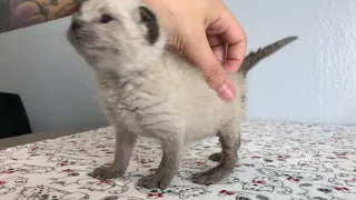 SO CUTE: Kittens Learning to Walk!