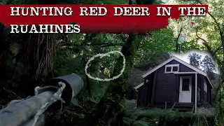 Bush Hunting Red Deer in the Ruahine Ranges