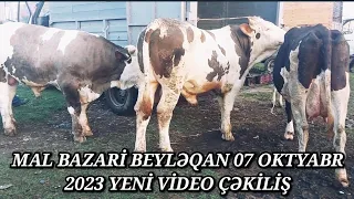 MAL BAZARİ BEYLƏQAN 07 OKTYABR 2023 YENİ VİDEO ÇƏKİLİŞ #mal#bazari#beyləqan#qulu#beyleqanlı