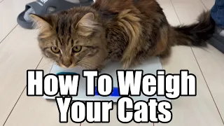 How to weigh your cats