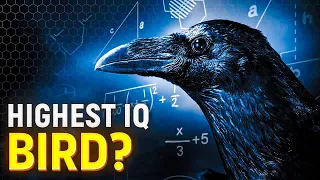 Crows are Really as SMART as 7-Year-Old Humans