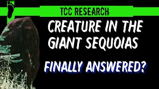 Creature in the Giant Sequoias | Finally Answered