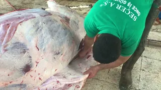 Забой быка 🐂 весь процесс забоя  Разделка быка 🥩 Бык примерно   300 кг  весит ) @kasapmurattunc8230