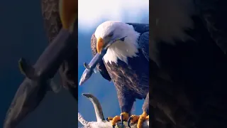 Eagle Vs fish. #eagle #shorts