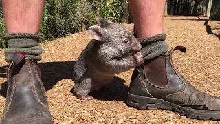 George the Wombat is Australia's Most Adorable Animal!
