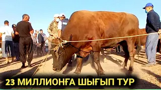 МАЛ БАЗАР 23-МАЙ/ХОЖЕЛИ МАЛ БАЗАРЫ/СКОТНЫЙ РЫНОК/BIG BULLS IN THE WORLD/BIG COW