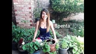 Spenta Cultivated A Perennial Pepper Plant | Gardening With Spenta | Acclimating Plants Over Winter