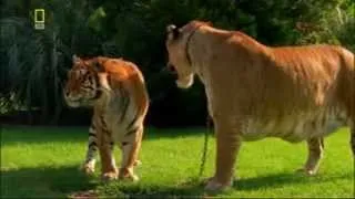гибрид льва и тигра