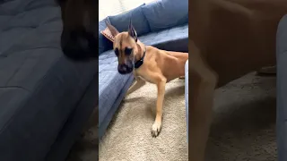 Great Dane looking for his toy