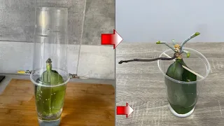 Orchid Leaves Growing Rootless  In Water  , This Way Will Revitalize Many Healthy Roots