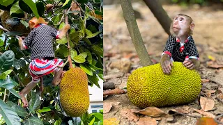 Monkey Kaka's Dilemma: The Story of the Dropped Jackfruit