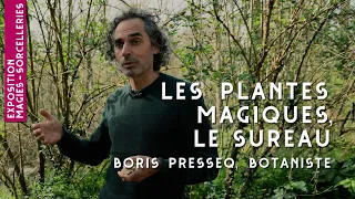 #1 - Le sureau - Plantes magiques