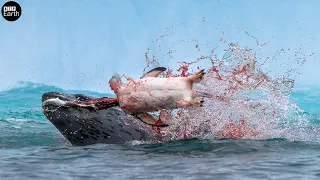 Unlucky!!! Penguin Calling Help when Sea Lion Attacked - Animal Fighting | ATP Earth