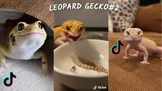 Funny Leopard Gecko / TikTok & İnstagram Compilation  2023 4K   PART 2