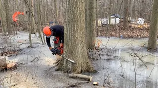 Dropping Trees, Firewood & Saw Logs! Black Walnut, Hickory, & Oak. In the yard no room for error #19