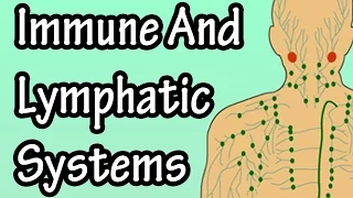 Immune System Function - Lymphatic System Function