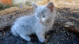 I adopted a dirty kitten that had been abandoned on the street.