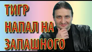 Тигр напал на Запашного