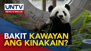 ALAMIN: Bakit hindi kumakain ng karne ang mga panda?