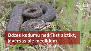 Odzes kodumu nedrīkst aiztikt; jāvēršas pie mediķiem