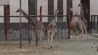 Odpolední procházka po ZOO Dvůr Králové nad Labem.