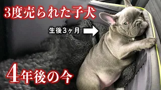 【感動】生後3ヶ月で3度飼い主に売られた子犬。愛してくれる家族と出会い、4年後の今の姿に涙腺崩壊…