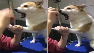 Dramatic Shiba Inu Scream at Vet while Getting Nails Clipped