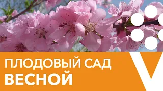 ПЛОДОВЫЙ САД ВЕСНОЙ: как защитить деревья и кустарники от болезней и вредителей