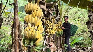 Help Daughter Take Care Of Pets - Harvest Banana Goes to the market sell - Solo Survival