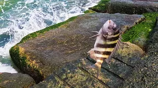 Sheepshead Freeport New Jetty Houston TX