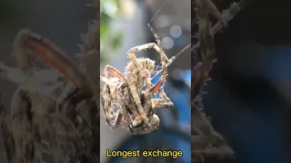 Spider fight kaliwat kanan ang boxing