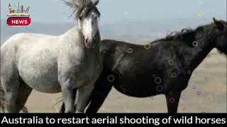 Controversial Aerial Shooting of Wild Horses Approved in Australia | Protecting Native