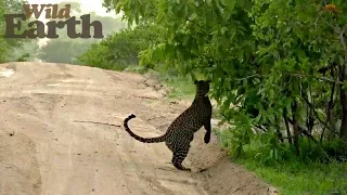 WildEarth - Sunrise Safari - December 14, 2019