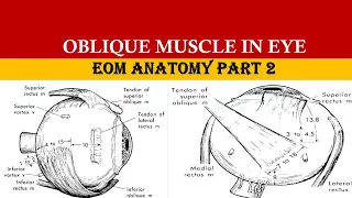 SUPERIOR OBLIQUE & INFERIOR OBLIQUE MUSCLE