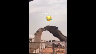 Camels Kissing And Love