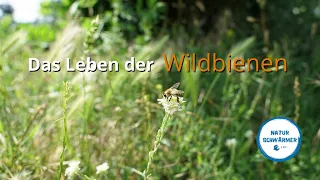 Das Leben der Wildbienen