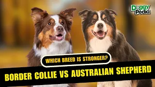 Border Collie Vs Australian Shepherd Differences - Which Breed Is Better?