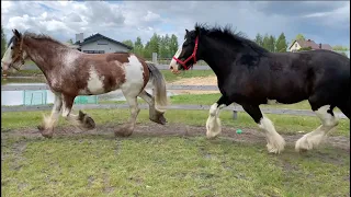 Konie Zimnokrwiste zagranicznych rasy