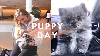 I Got a Puppy! // Meeting my Pomeranian Puppy